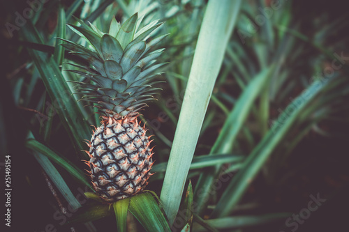 Pineapple in farm nature background.