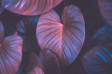 Fototapete Lavendelfarbene Motive Tropisches grünes Caladium Blatt Nahaufnahme  © tonktiti