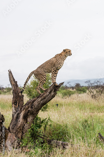 Cheetah on Tree