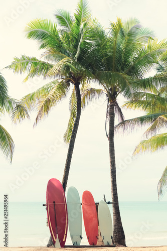 Photography Surfboard and palm tree on beach background.