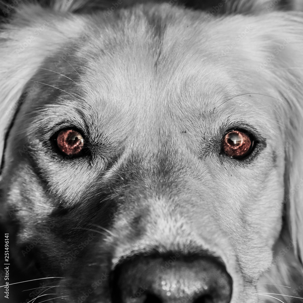 Fototapeta Dog Eyes