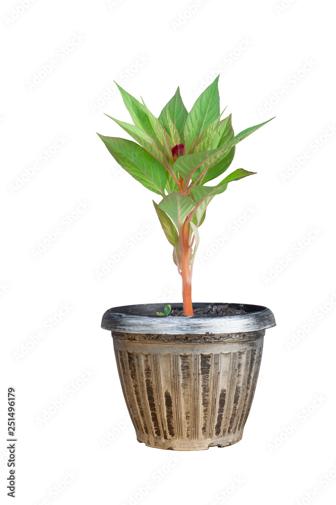 Obraz premium Red cockscomb or hornbill flower seedlings in pot isolated on white background with clipping path.