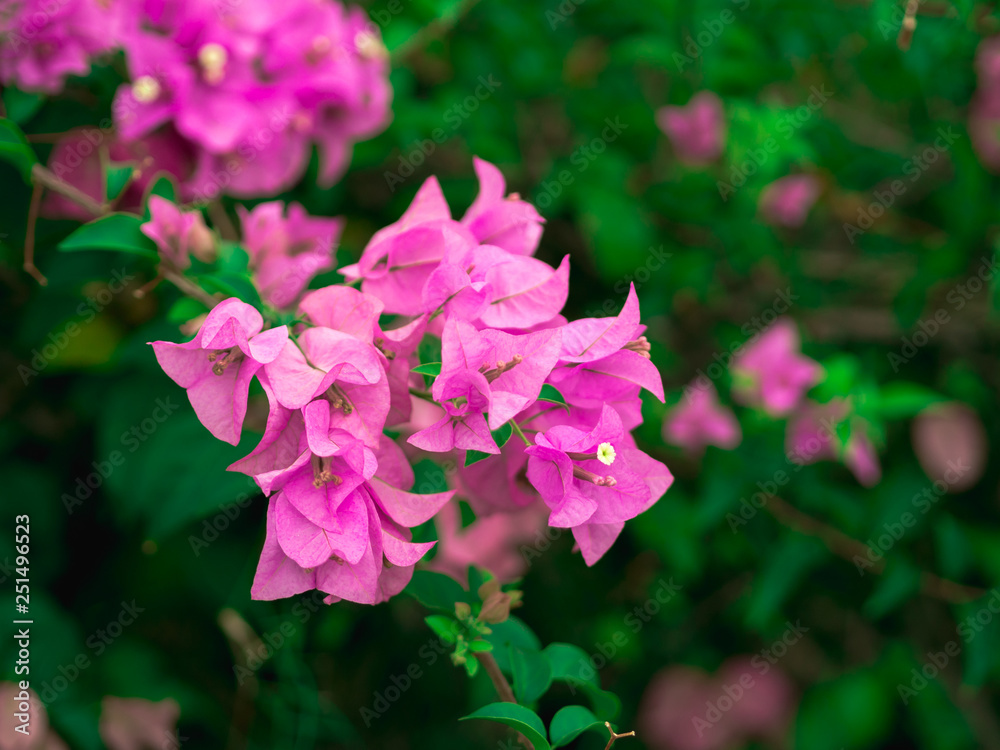 Closeup Pink Bougainvillea flowers with green leaves for background. Valentine's Day theme.