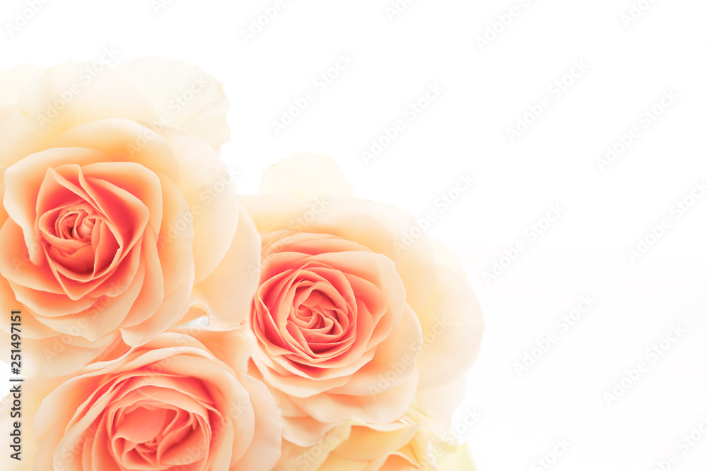 floral background of orange roses