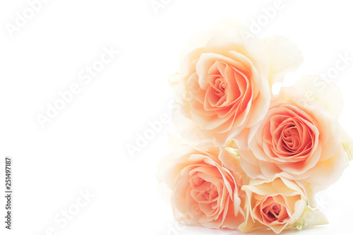 floral background of orange roses