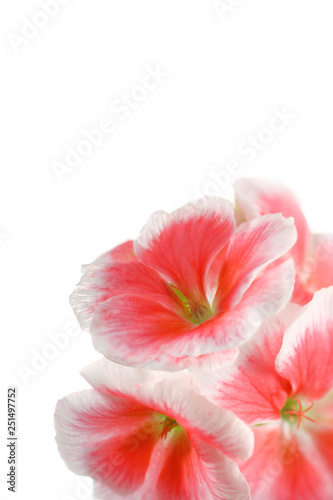 floral background of pink geranium