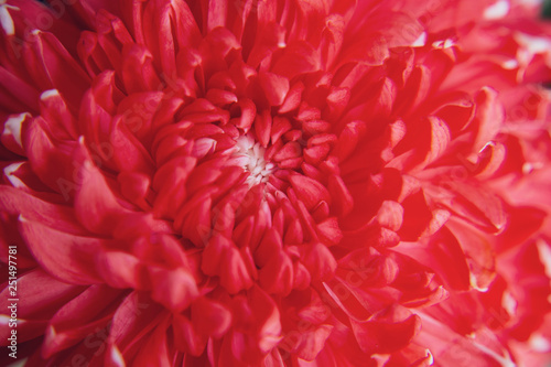 Red chrysanthemum flower © Rawich Liwlucksaneey