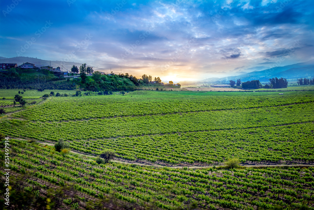 vineyard in Chile with landscape of vineyard and blue sky vineyard in Chile with landscape of vineyard and blue sky