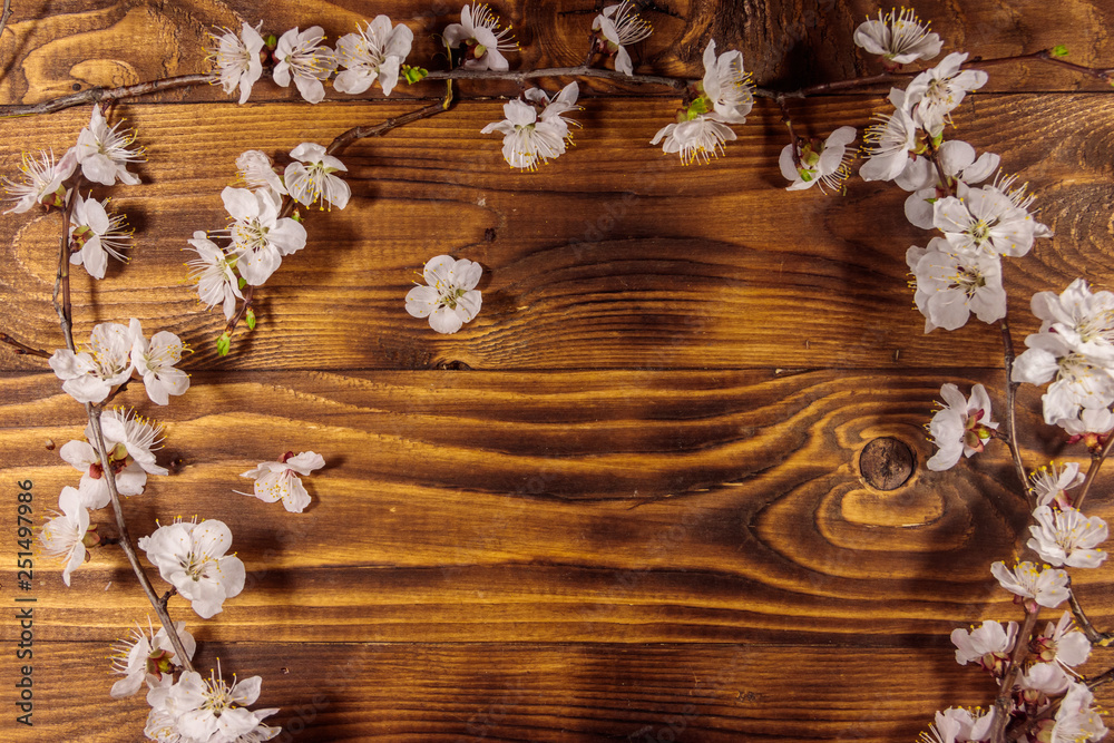 Fototapeta premium Flowers of apricot tree on wooden background
