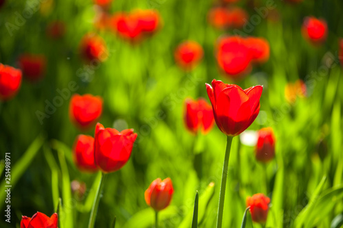 Colorful tulip flora blooming in the park © Xiangli
