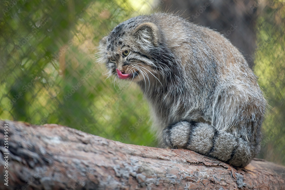 Obraz premium Pallas's cat (Otocolobus manul). Manul is living in the grasslands and montane steppes of Central Asia. Portrait of cute furry adult manul is sitting on the branches of a tree