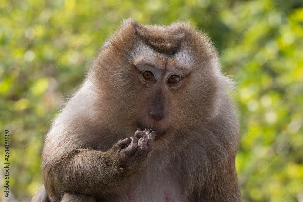 Portrait of a monkey