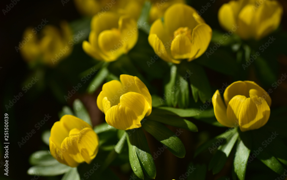 gelbe sumpfdotterblumen in der frühlingssonne gelbe sumpfdotterblumen in der frühlingssonne