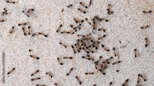 Monomorium floricola ants, a large colony photo