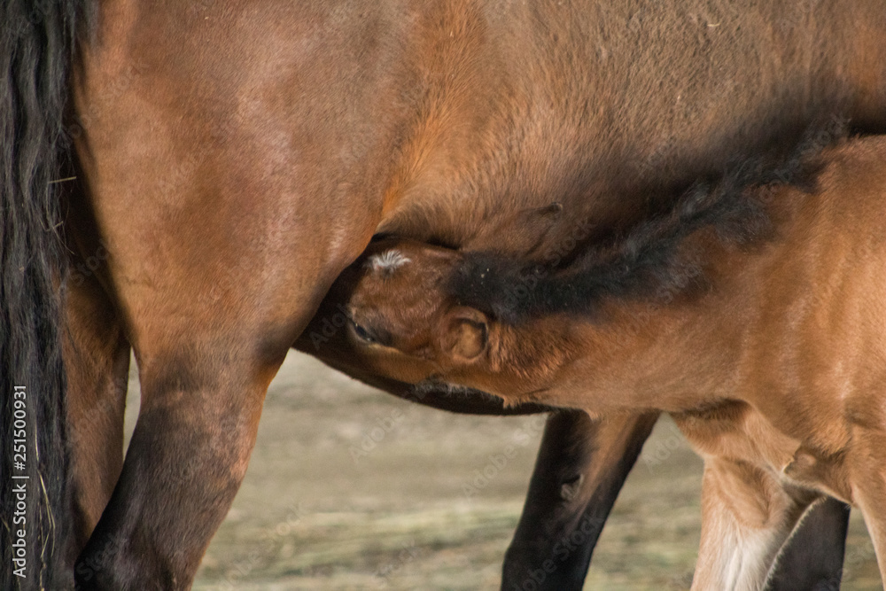 Naklejka premium little foal and mother