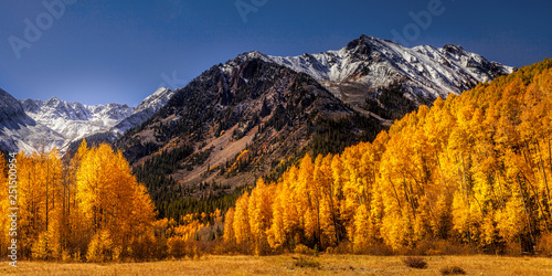Colorado aspens at autumn