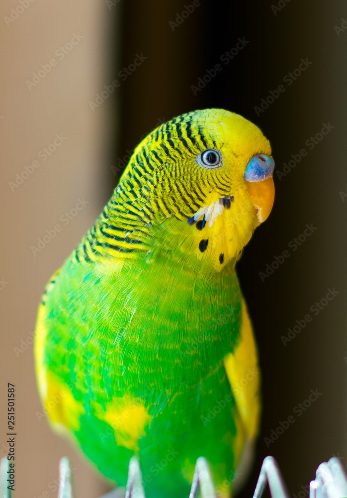 Fototapeta premium green-yellow wavy parrot