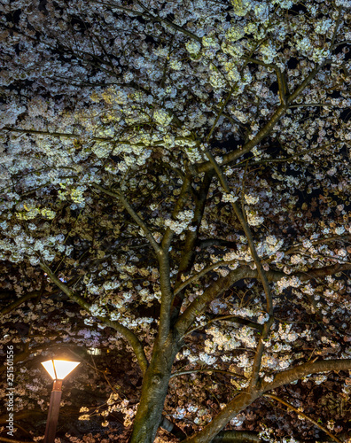 Street light with Cherry blossom full bloom in spring season at Meguro river, Tokyo, Japan. Many visitors to Japan choose to travel in cherry blossom season.