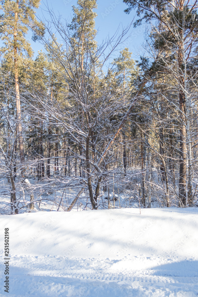 winter pine forest