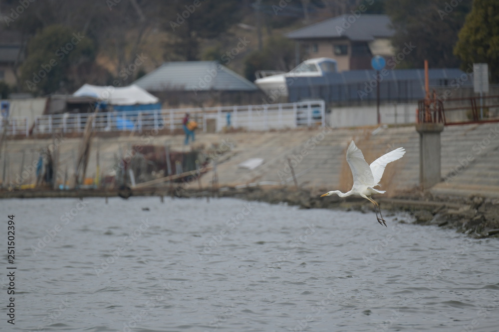 Fototapeta premium しらさぎ