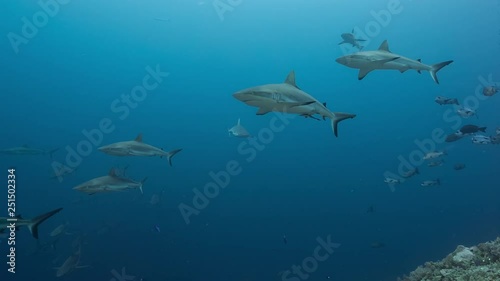 Wallpaper Mural Large school of sharks swim in blue water Torontodigital.ca