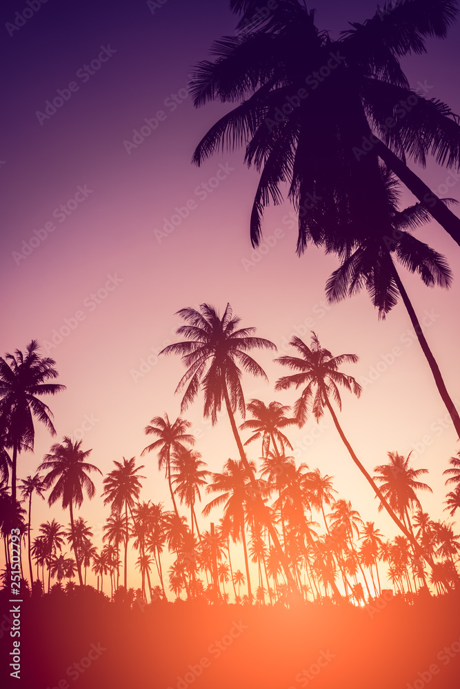 Obraz premium Copy space of tropical palm tree with sun light on sky background.
