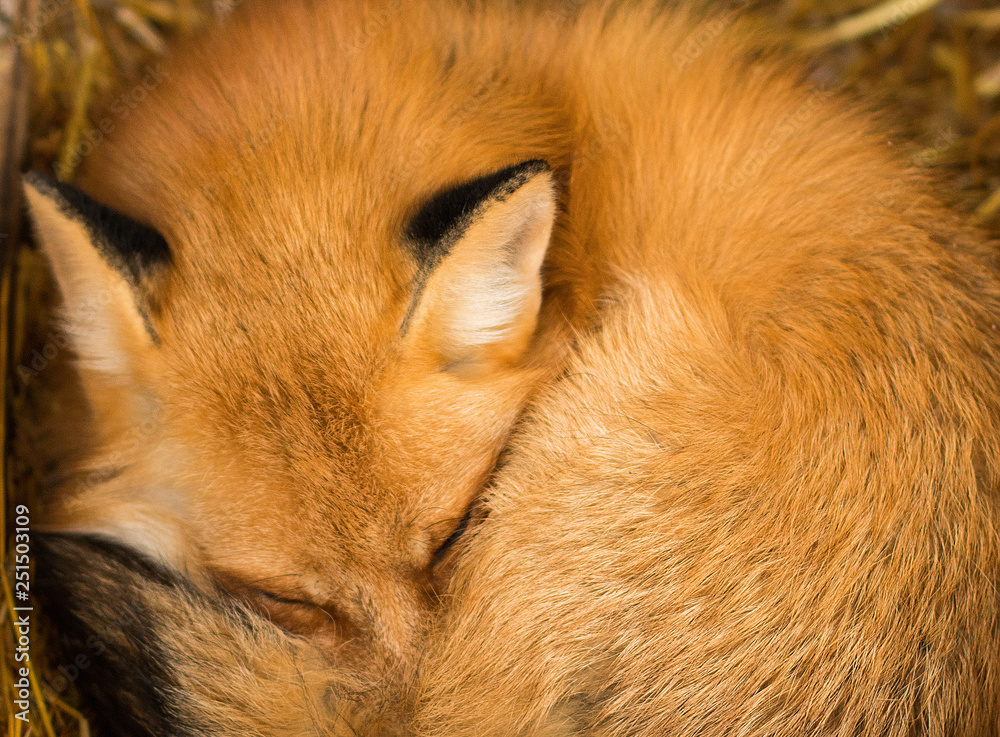 Obraz premium red Fox sleeping