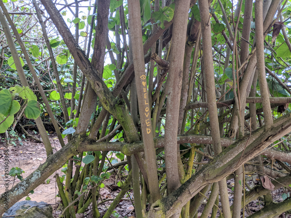 'Beloved' written on tree in woods