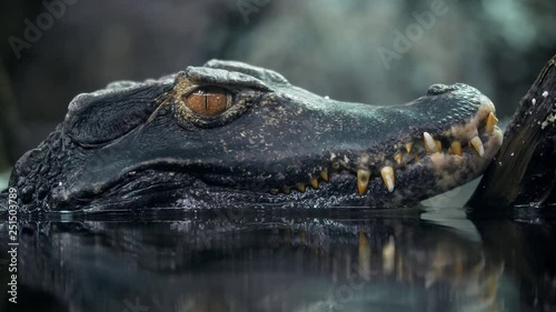 Cuvier's dwarf caiman  photo