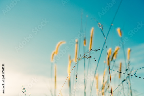 Grass flower in sunset and bokeh sun light abstract background.