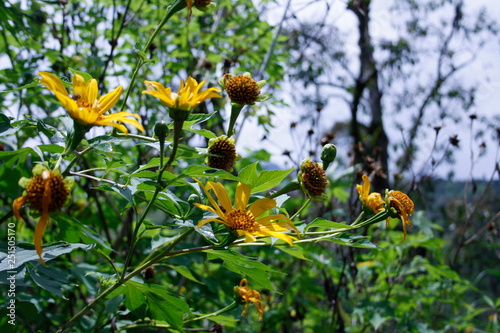 abeja