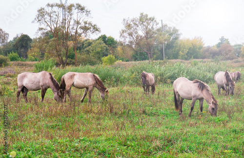 The horses of the breed Polish conic graze on a meadow field in the wild