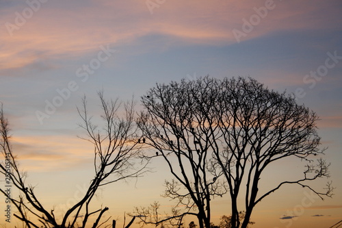 nuevo amanecer