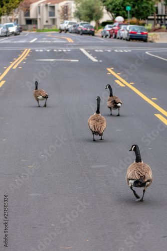 Fototapeta Adult Canada geese gaggle meander on street center turn lane blocking busy road traffic