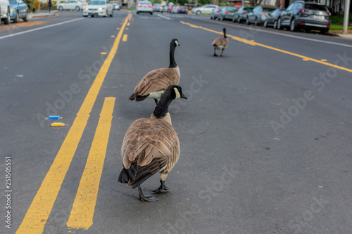 Adult Canada geese gaggle meander on street center turn lane blocking busy road traffic. Urban wildlife walk on street and slow down cars and commuters