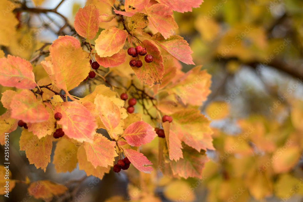 autumn leave autumn leave