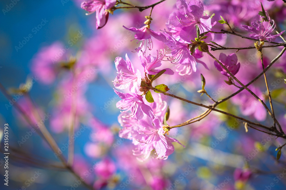 Obraz premium Pink blooming twig against blue clear sky. Spring concept. Tree branch, blossoms, rhododendron, close up, nature