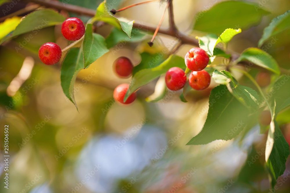 Apple tree soft summer background. Summer light. Apple tree soft summer background. Summer light.