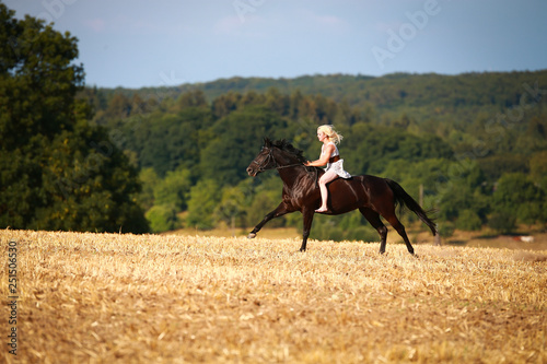 Horse with rider (woman) on a summer evening gallops over a harvested cornfield, wearing only a summer dress and bareback with open hair. © RD-Fotografie