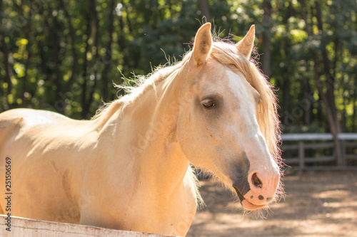 cream horse