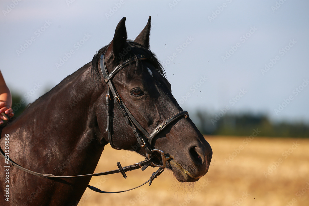 Fototapeta premium Horse in portraits at sunset, with bridle.