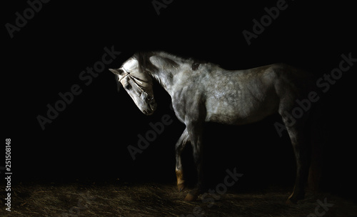 grey horse on dark background