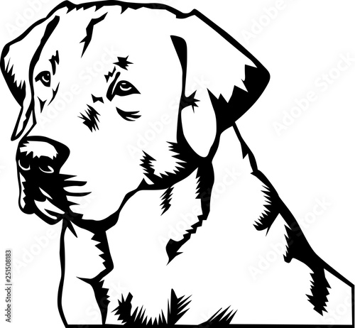 Labrador Retriever Vector Illustration