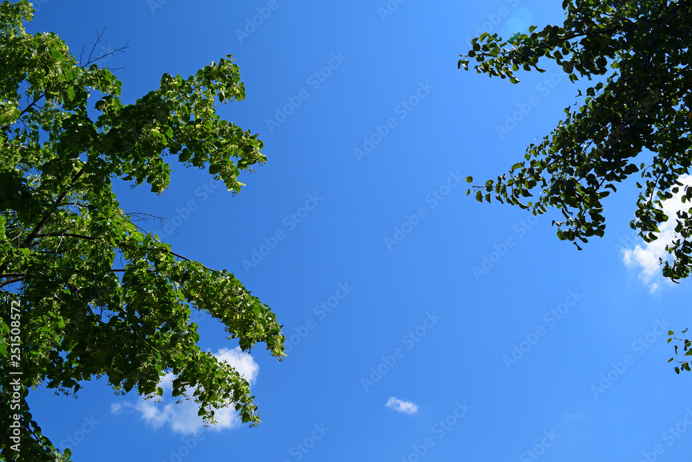 View from below through the green leaves to the blue sky. Background, texture. View from below through the green leaves to the blue sky. Background, texture.