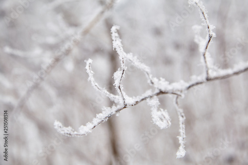 Hoar frost on the branch of a bush. Nature in the winter. Cold weather