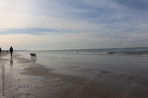Hund am Meer