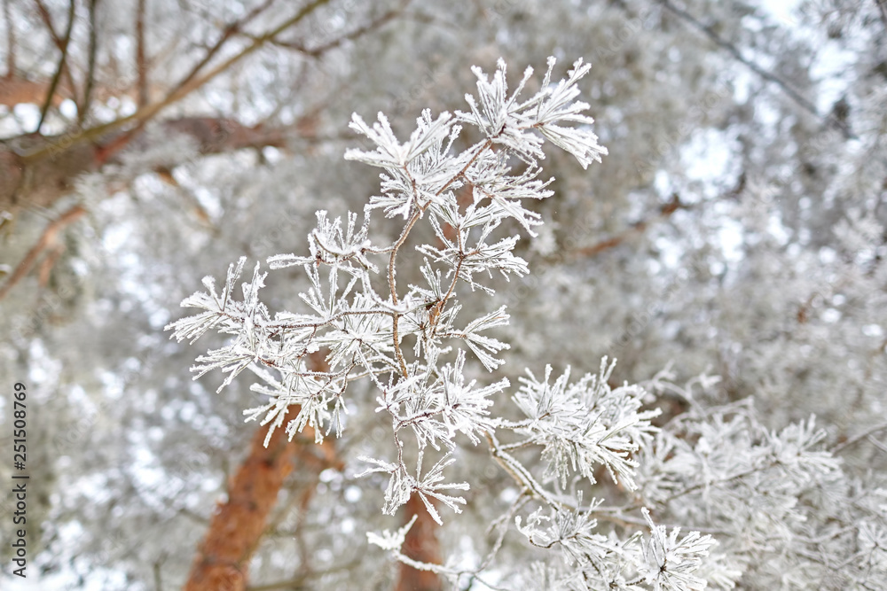 Hoarfrost. Winter forest. Snow covered pine branch Hoarfrost. Winter forest. Snow covered pine branch
