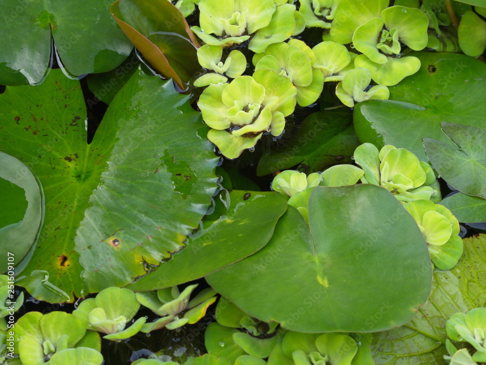 Beautiful Lotus Basin in the garden in Thai Local Village. Beautiful Lotus Basin in the garden in Thai Local Village.