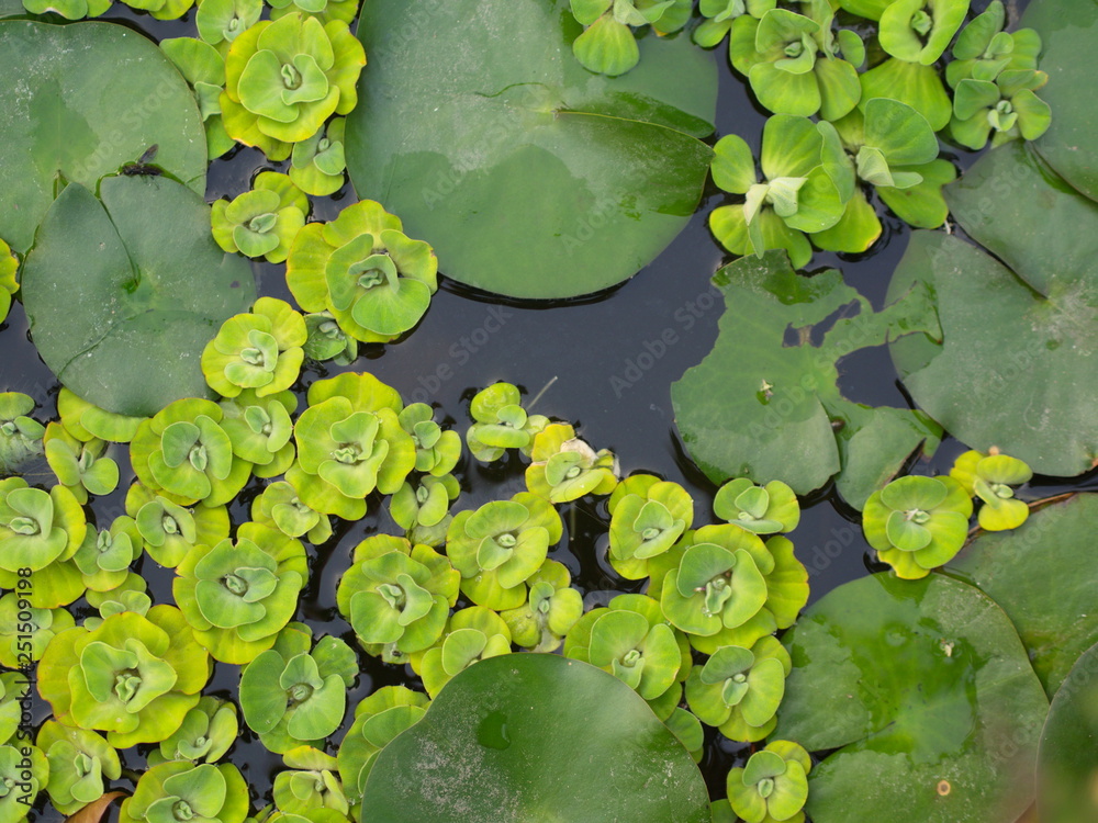 Beautiful Lotus Basin in the garden in Thai Local Village. Beautiful Lotus Basin in the garden in Thai Local Village.