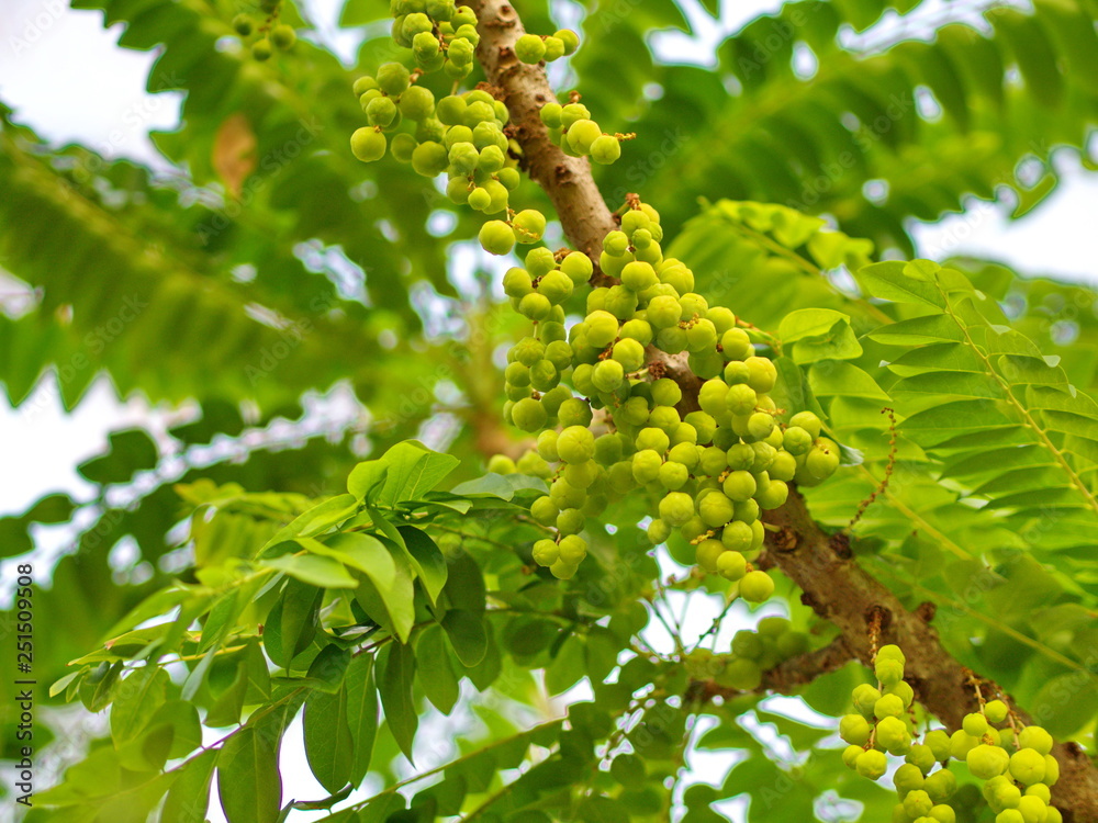 many of the Star Gooseberry on the Tree in Thailand Local Village with The Natural morning Light. many of the Star Gooseberry on the Tree in Thailand Local Village with The Natural morning Light.